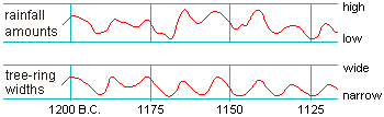 graph illustrating the correlation between tree growth-rings and rainfall--the rings are wider when rainfall in greater